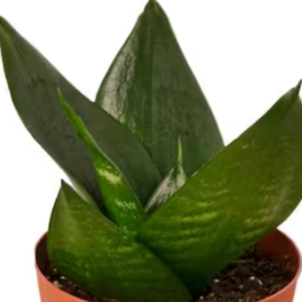 Meet your Posher, @helloitsme.